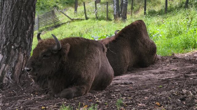 European bisons or Bison bonasus lies under a tree in Altai natural environment. Slow motion video.