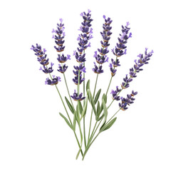 Obraz premium A lavender flower arrangement on a white background.