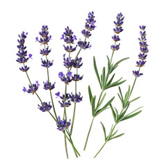 Obraz premium Lavender flowers on a white background.