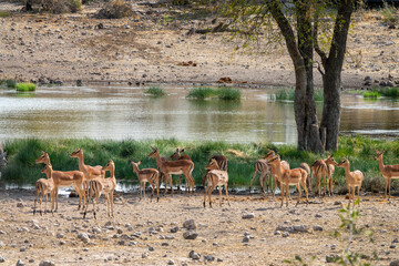 Herd of Impalas antelopes at a waterhole, wildlife safari and game drive in Namibia, Africa
