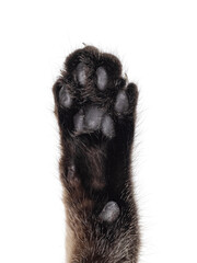 Fototapeta premium Close up cat paw from black tabby Savannah cat. Isolated on a white background.