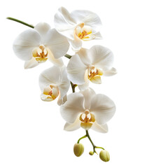 Obraz premium A white orchid with yellow centers on a white background.