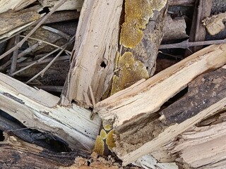 Macro Texture of Yellow Fungus on Rotting Wood - Detailed View of Wild Mushroom Growth on Weathered Tree Branches and Natural Timber
