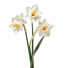 Three white daffodils with yellow centers on a white background.