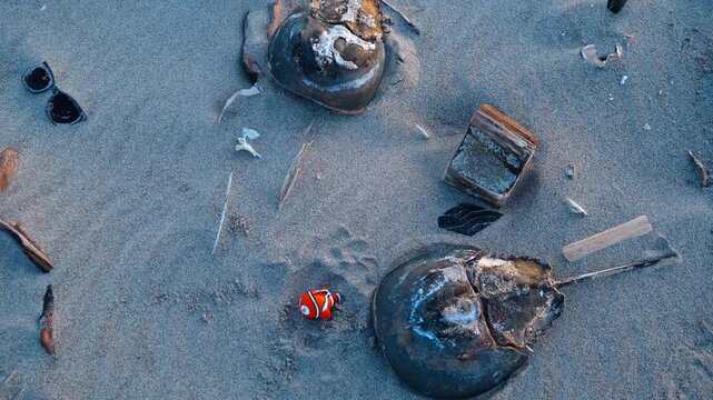 Pieces of wood, toy fish, horseshoe crab shells and sunglasses are on the sand. Staff thrown away on the shore by the sea.