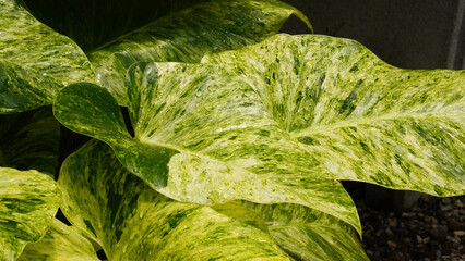 Rare Philodendron Giganteum Exotic Plant Foliage Close Up © Tyada_Nam