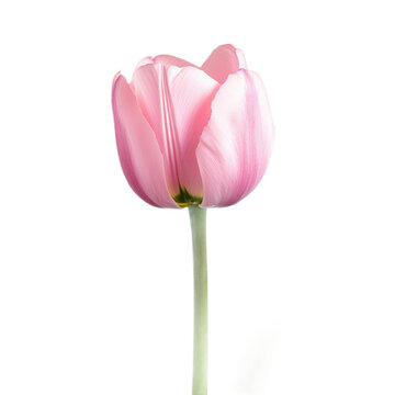 A single pink tulip on a white background.