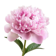 A single pink peony flower with green leaves on a white background.