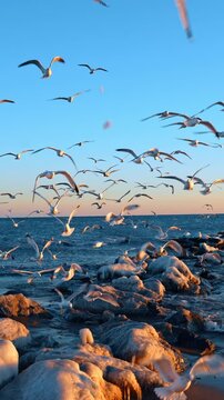 Numerous seagulls fly over the water and boulders covered with ice. Winter season at the coast at sunset time. Vertical video.