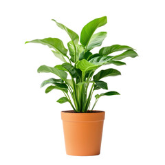 Fototapeta premium A green plant in an orange pot on a white background.