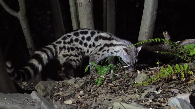 A wild Genet (Genetta genetta) search food an looking for prey, hunting, moves in a natural forest environment habitat, showing agility, balance, and natural behavior of a nocturnal predator.