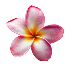 A pink and white frangipani flower on a white background.