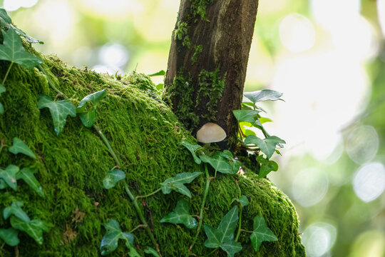 The Pale Brittlestem mushroom Psathyrella Candolleana