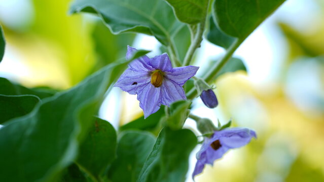 The image shows a close-up of a brinjal flower, also known as an eggplant flower. Brinjal flowers are part of the nightshade family (Solanaceae) and are characterized by their purple petals and yellow