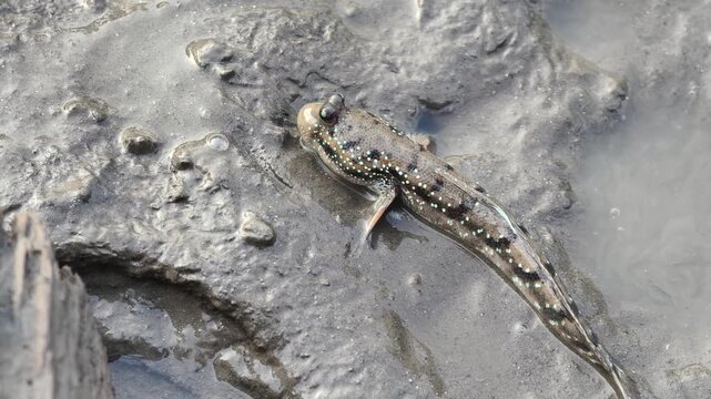 A mudskipper fish resting on a wet muddy surface