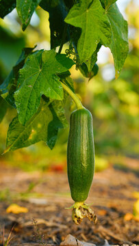 A close-up image of a luffa gourd fruit.