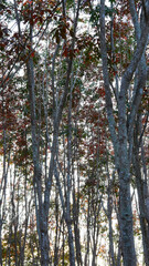 Fototapeta premium The rubber trees on the mountains are shedding their leaves during winter.