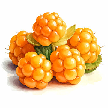 Fresh Cloudberries Group with Green Leaves Isolated on White