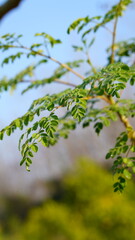 Fototapeta premium Natural Green Moringa leaves in the Garden, green background. Moringa, leaves (Moringa oleifera Lamk.)