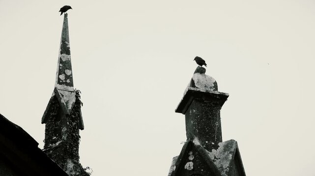 Ravens atop of the roof of the Adare Friary, formerly known as the Black Abbey, in Adare, County Limerick, Republic of Ireland.