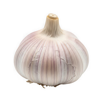 A single bulb of garlic detailed and isolated on transparent background