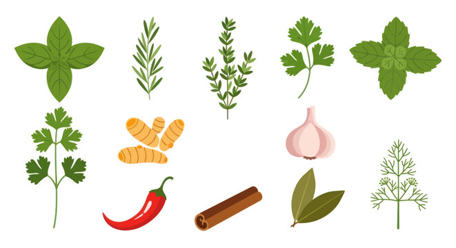 Fresh herbs and spices vector illustration
