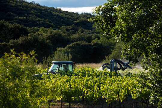 Vigneron traite le raisin de ses vignes depuis son tracteur en pulv&eacute;risant un pesticide afin de lutter contre les insectes, les nuisibles et le mildiou.