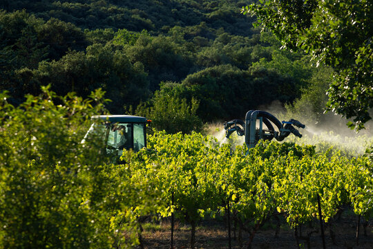 Vigneron traite le raisin de ses vignes depuis son tracteur en pulv&eacute;risant un pesticide afin de lutter contre les insectes, les nuisibles et le mildiou.