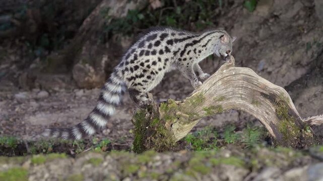 A wild Genet (Genetta genetta) search food an looking for prey, hunting, moves in a natural forest environment habitat, showing agility, balance, and natural behavior of a nocturnal predator.