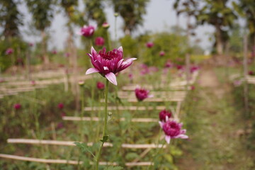Obraz premium Pink Chrysanthemum Blooming in Lush Garden