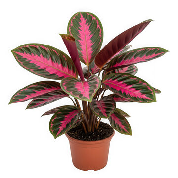 A vibrant croton plant with striking pink and green foliage on transparent background