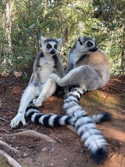 Fototapeta premium Two ring-tailed lemur, Lemur catta, Madagascar