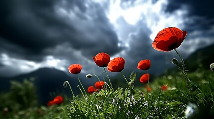Vibrant Red Poppies Blooming Under Dramatic Sky with Dark Clouds and Sunlight Breaking Through