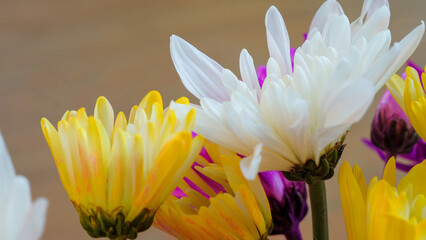Crisp white mum petals macro among others with shallow depth of focus