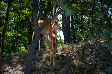 White tailed deer fawn follows it's mother through the forest