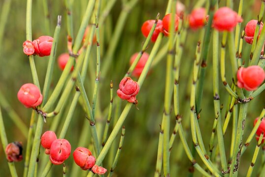 Plant list 2025 - Ephedra chilensis
