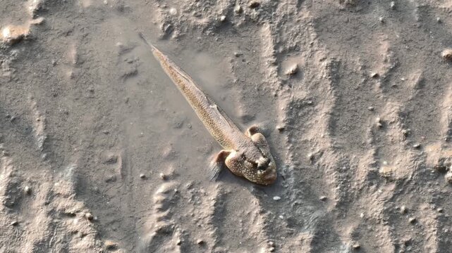 A mudskipper fish resting on a wet muddy surface