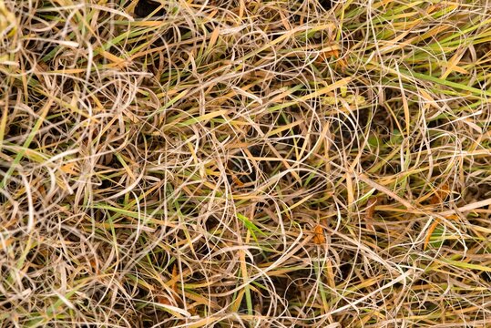 Plant list 2025 - Bouteloua curtipendula