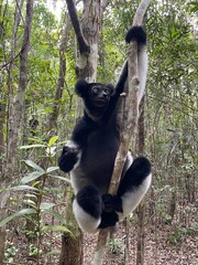 Fototapeta premium Lemur&nbsp;indri&nbsp;in natural habitat on Madagascar island