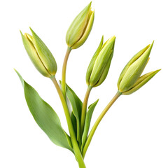 Obraz premium Four green and yellow tulip buds on a white background.