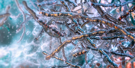 Obraz premium Streptomyces bacteria: secondary metabolite such as Streptomycin or Erythromycin secretion and antibiotic synthesis within biofilm matrix. Actinomycetes filamentous mycelium and hyphae structures