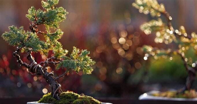 Bonsai Juniper in Spring Sunlight ZoomClose-up of a shaped juniper bonsai tree in warm spring sunlight with a blurred background and smooth zoom-in motion