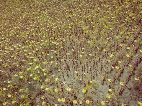 Aerial view of a withered field of sunflowers with drooping heads under a pale sky, a scene of desolation and decay, Ascoli Piceno, Italy.