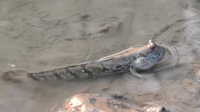 A mudskipper fish resting on a wet muddy surface
