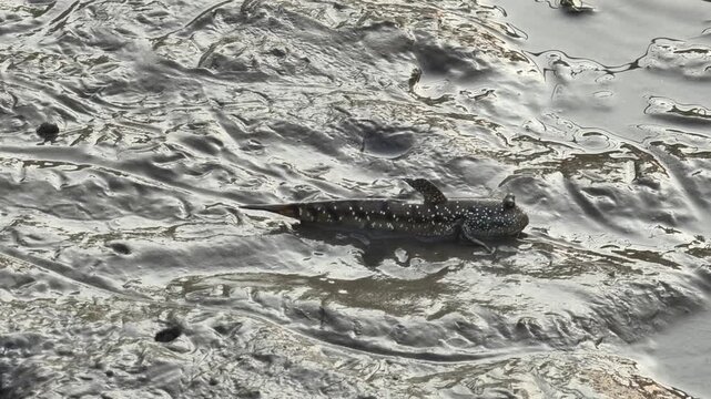 A mudskipper fish resting on a wet muddy surface