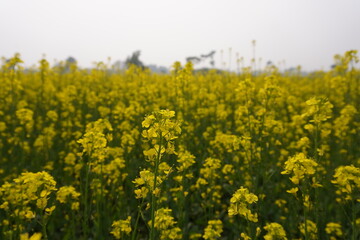 Obraz premium Field of Yellow Mustard Flowers in Full Bloom