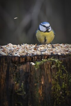 Blue tit (Parus caeruleus) with a sunflower seed in its beak sitting on a tree trunk at a feeding site, Baden-W&uuml;rttemberg, Germany
