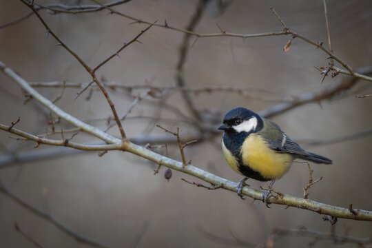 Great tit (Parus major) sitting on a branch in the forest, Baden-W&uuml;rttemberg, Germany