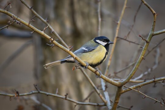Great tit (Parus major) sitting on a branch, Baden-W&uuml;rttemberg, Germany