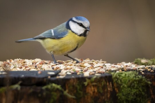 Blue tit (Parus caeruleus) at a feeding site, Baden-W&uuml;rttemberg, Germany